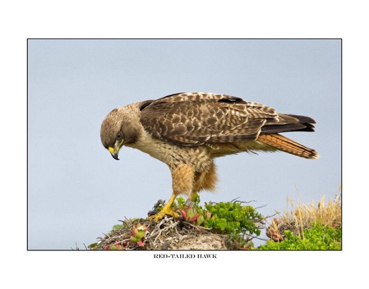 7707 red-tailed hawk.jpg